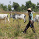A Fulani herdsman walks past grazing cattle in Paiko, Nigeria Nov. 27, 2018. Picture